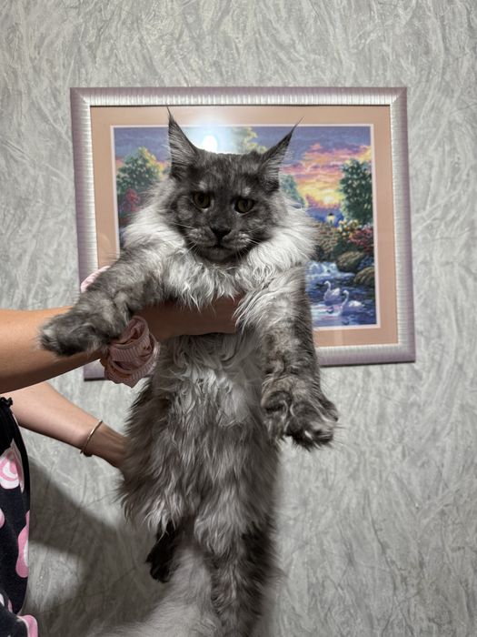 Супер светлый ЧЕРНЫЙ ДЫМ!!! Котята породы Мейн-кун