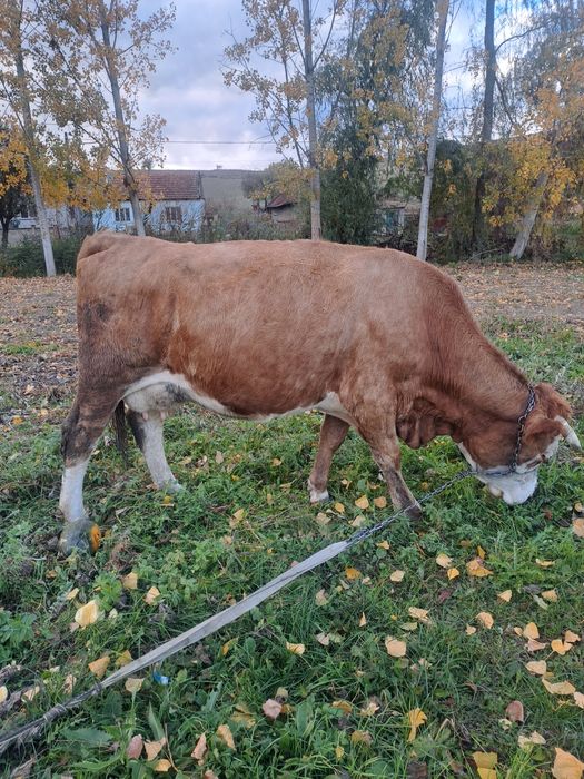 vand vaca buna de lapte