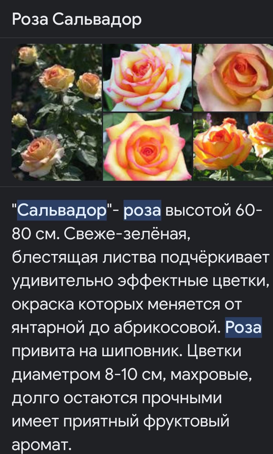 Розы сортовые саженцы