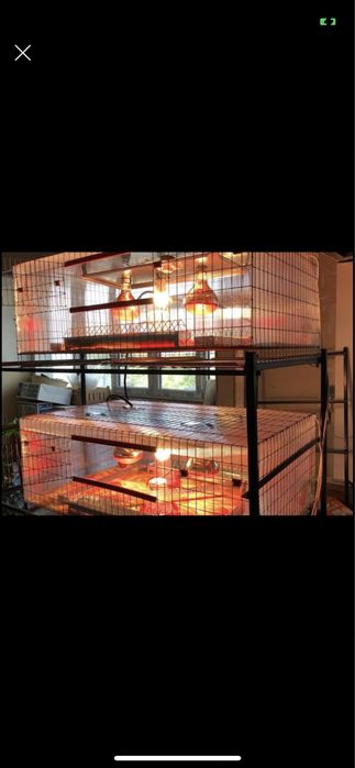 Maternitate pentru pui prepeliță , găina ,rata , gâște etc