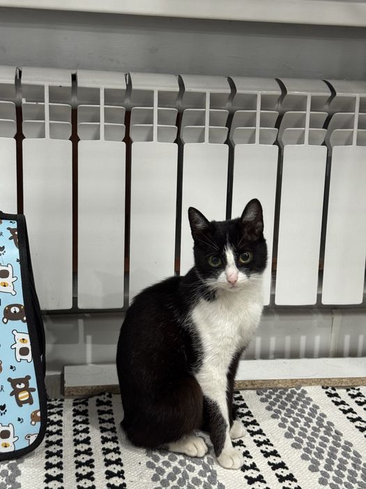 отдам кошку в добрые руки