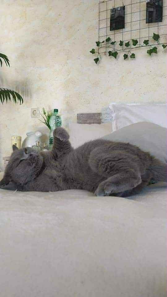 Британска котка кастрирана
