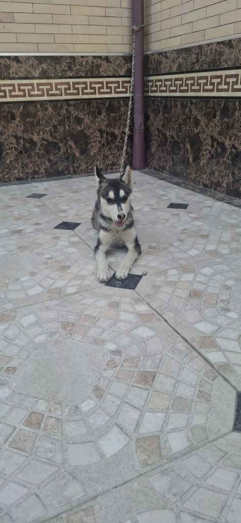 Хаски 4 ойлик киз