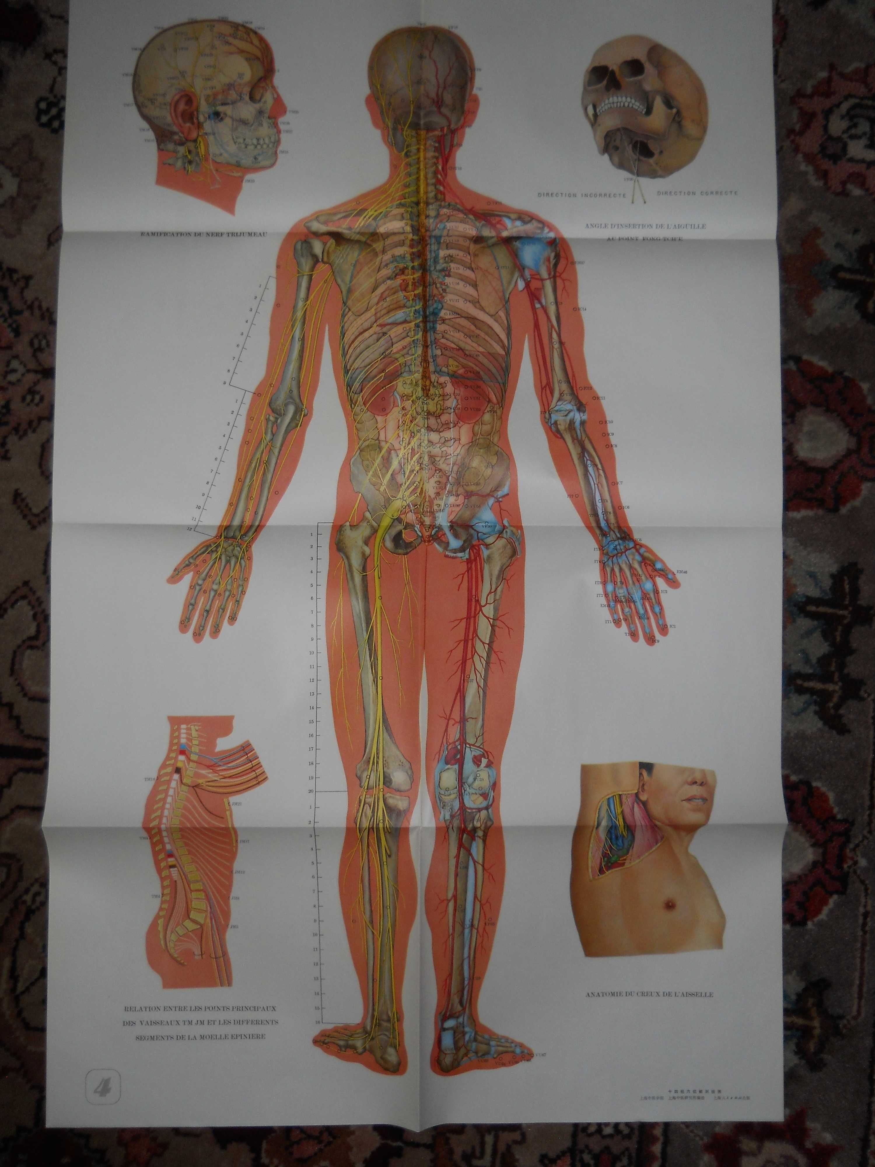 Caiet de explicatii cu planse color puncte acupunctura si 14 meridiane