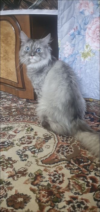 Skotsh strayt erkak mushuk moviy koz