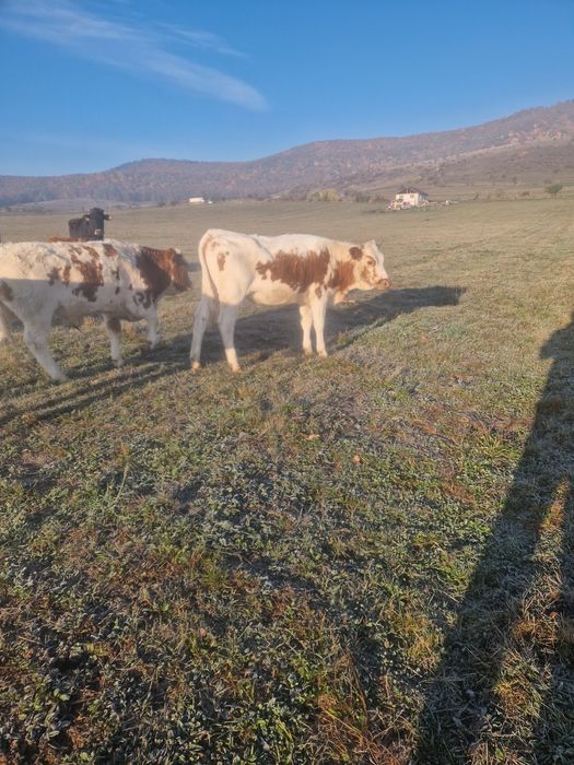 Taurasi și vițele de vânzare