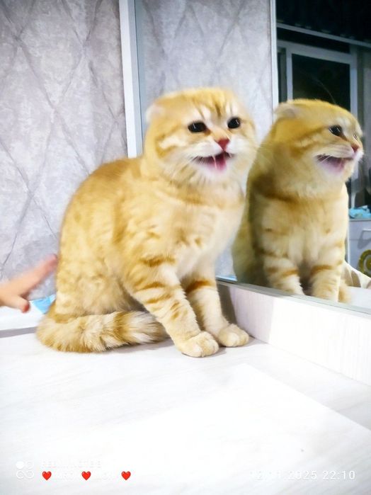 Скотш фолд золотая шиншилла чистый крови мальчик оригиналная 100%