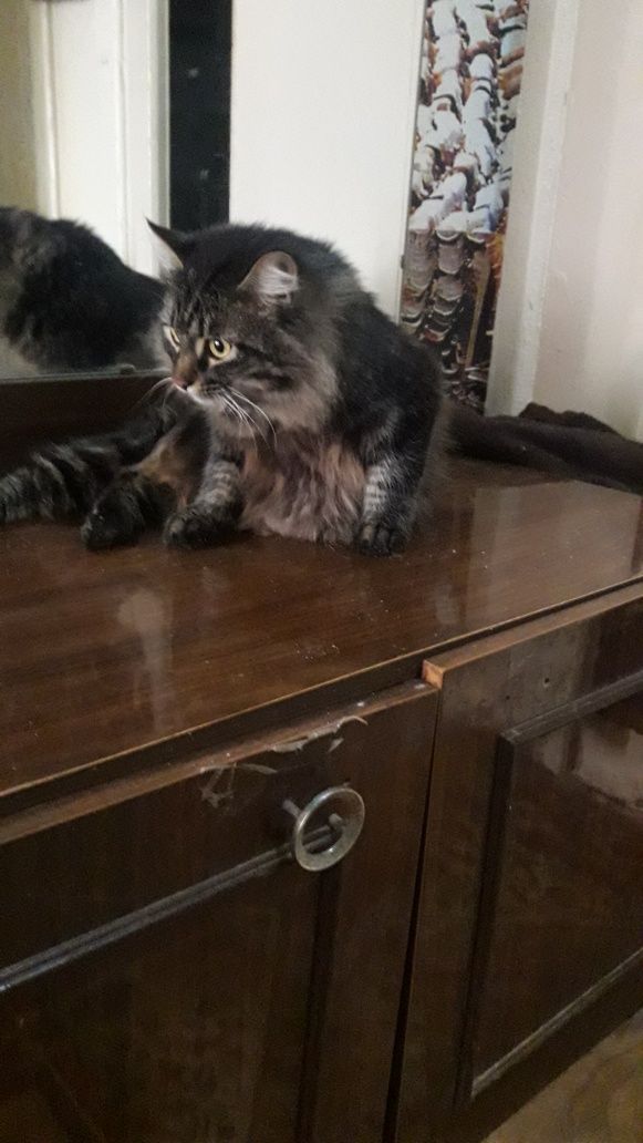 Породистый котик