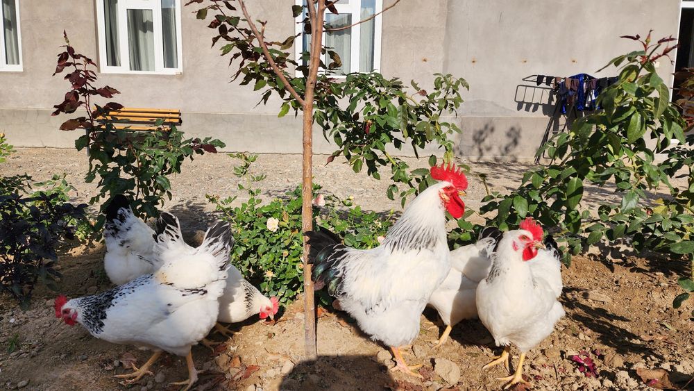 Адлер серебристый тухумлари сотилади