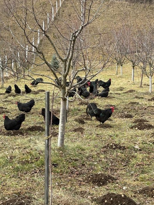 Ouă pentru incubat Australorp negru