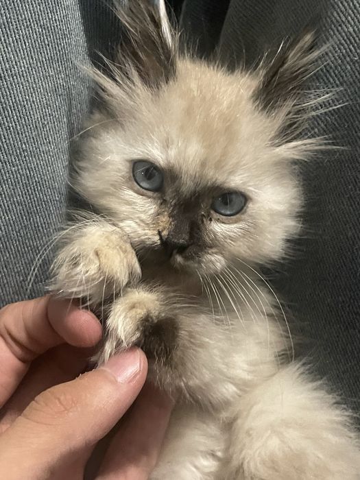 Продается невская маскарадная кошка