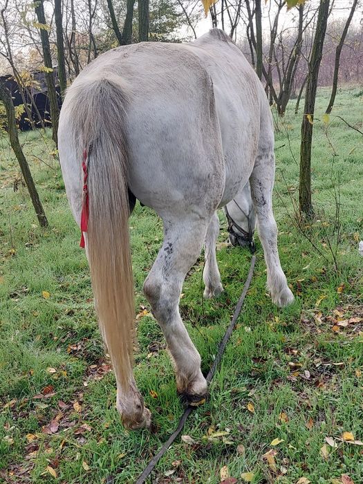Iapă de vânzare  bună de căruță