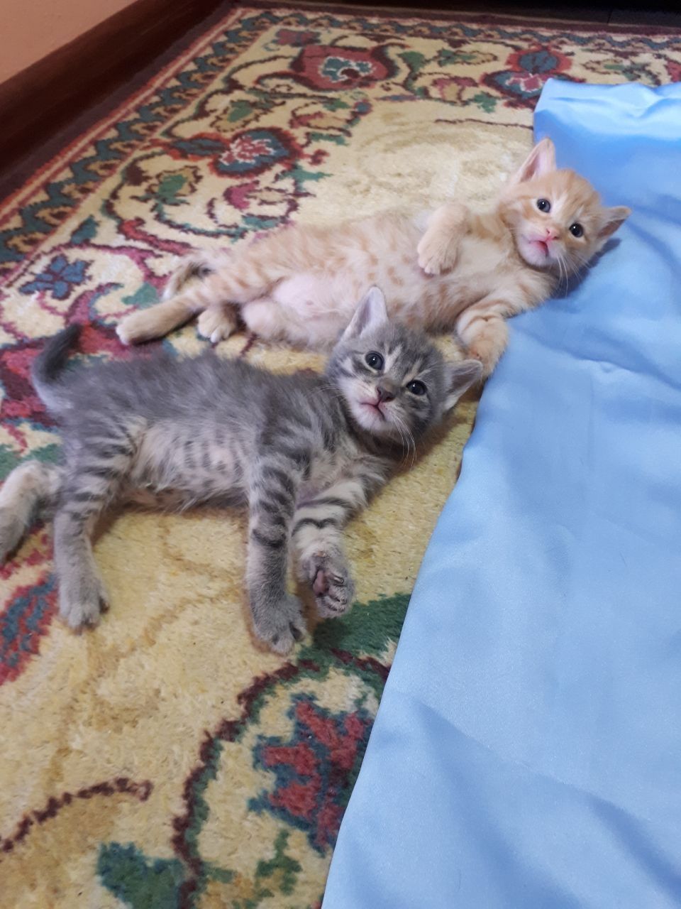 Кошечки бесплатно