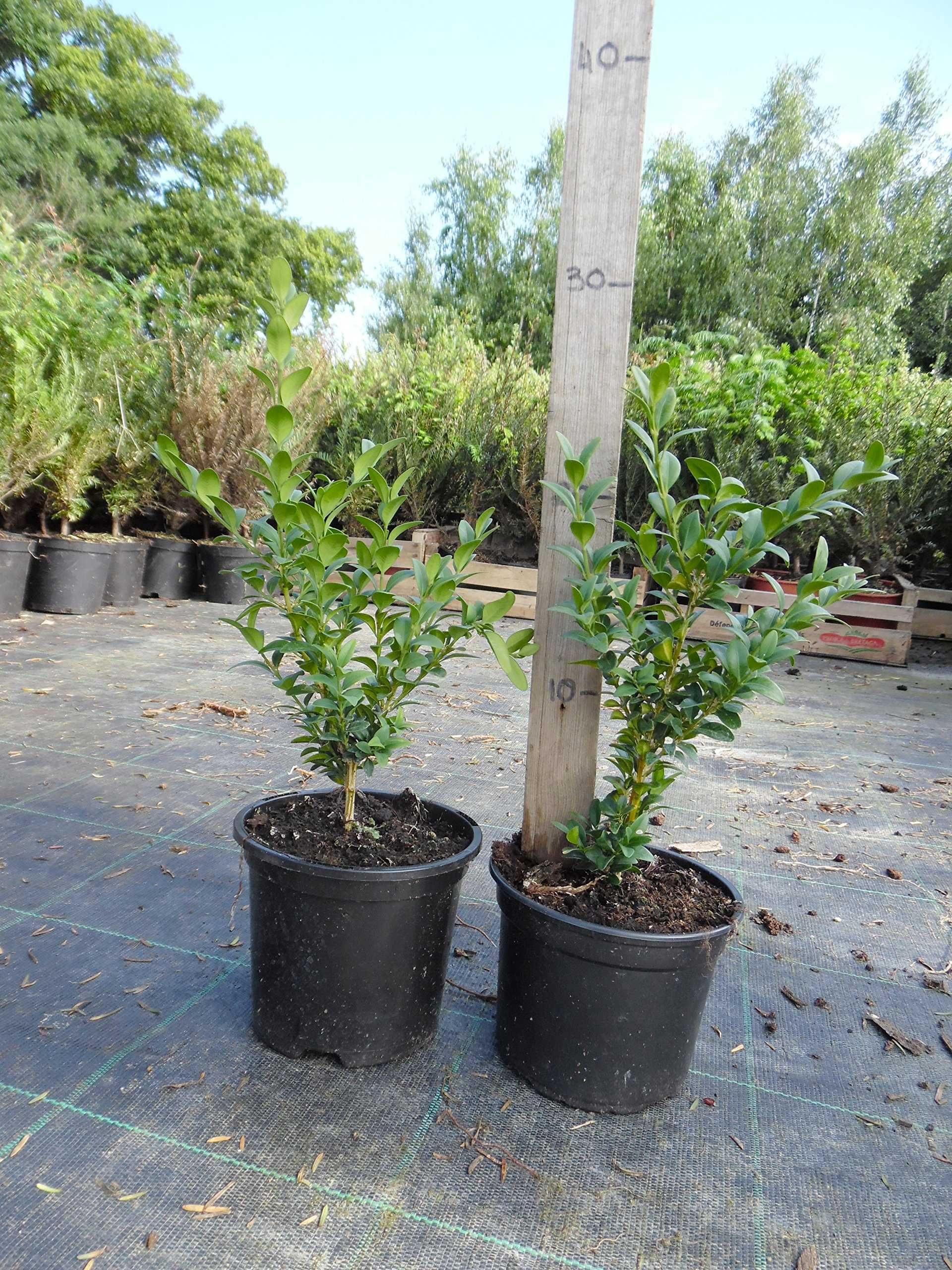 Vindem Buxus - 15-20 cm! Producator autorizat! Trimitem in toata tara!