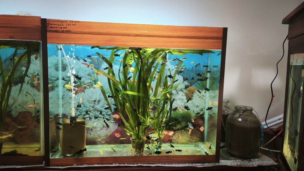 Akvariyum sotiladi 300 ming som