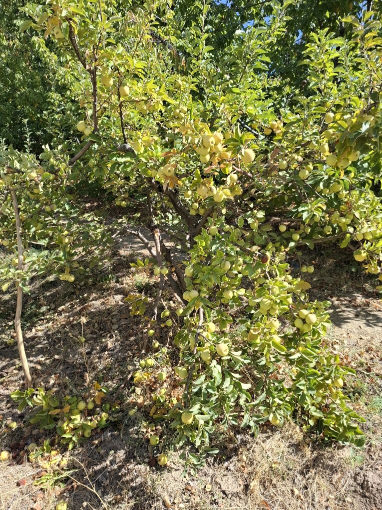 Anor olma bor optom farmeri oʻzidan