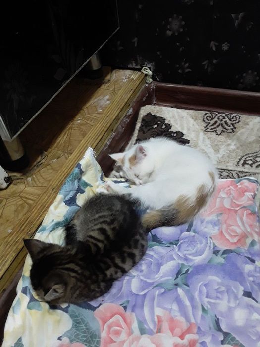 Котята в добрые руки