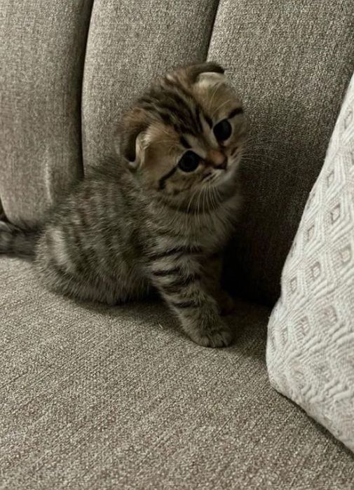 Тигровые котята продам в хорошие руки