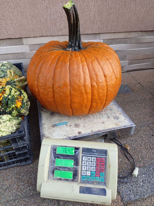 Dovleac halloween si decor