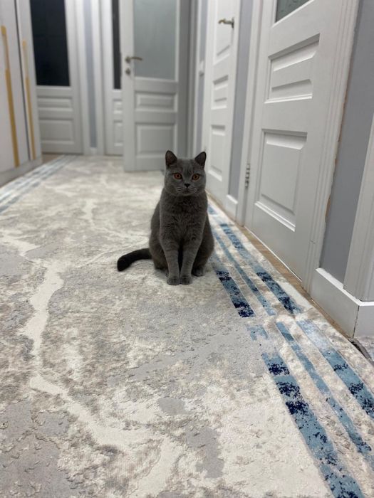 продаем кота , мальчик,ласковый и тактильный , очень добрый, 5 лет