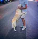 Labrador reteiever