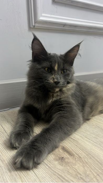 Продам кошку мей кун