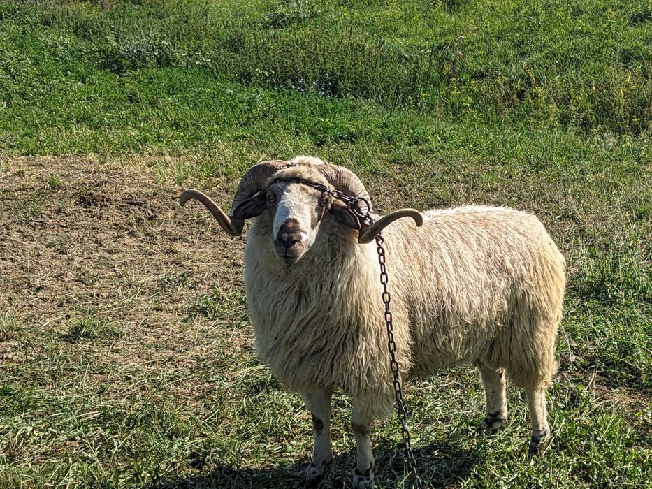 Berbeci de vanzare