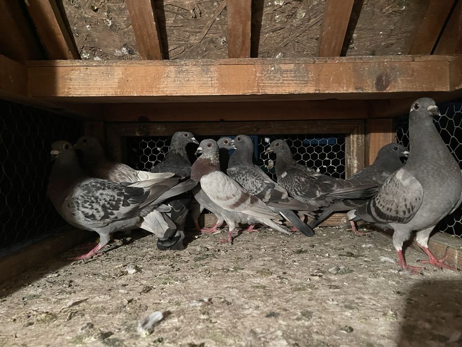 vand sau schimb pe diverse, porumb, etc