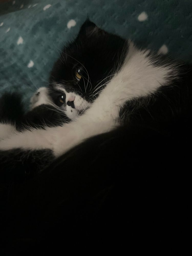 Кошка, отдам в добрые руки
