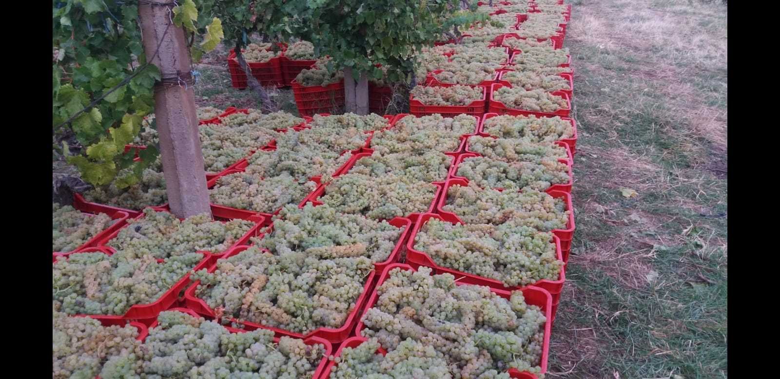 Struguri de vin albi-negri transport gratuit Braila pret de producator