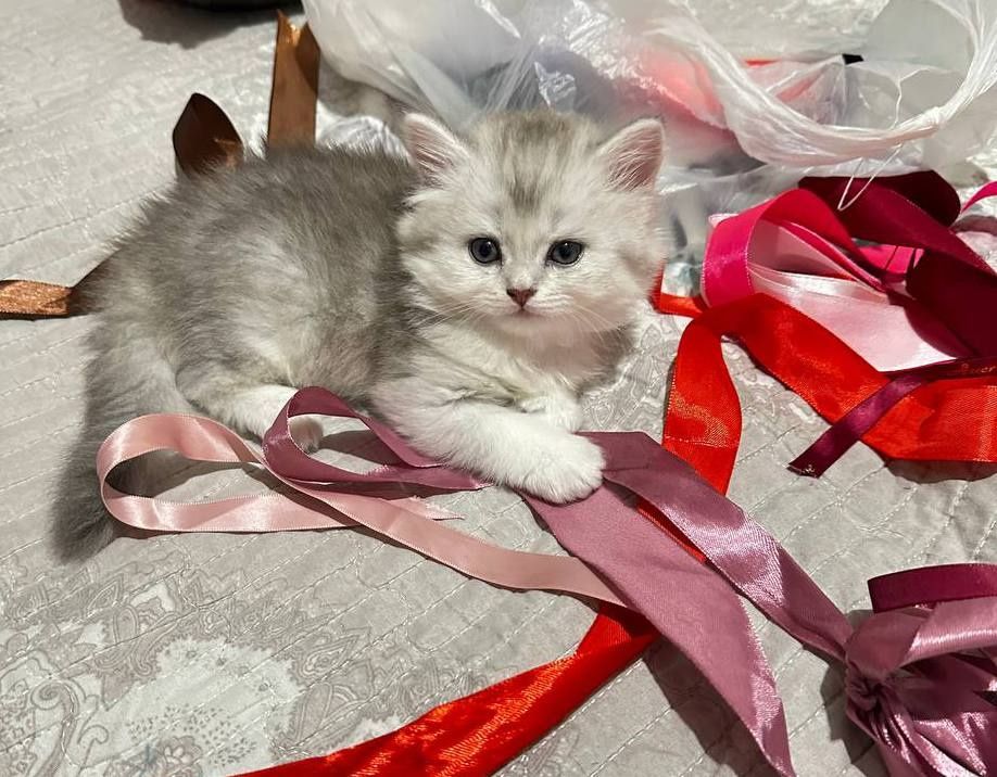 Котенок девочка породистая  Silver shaded Persian