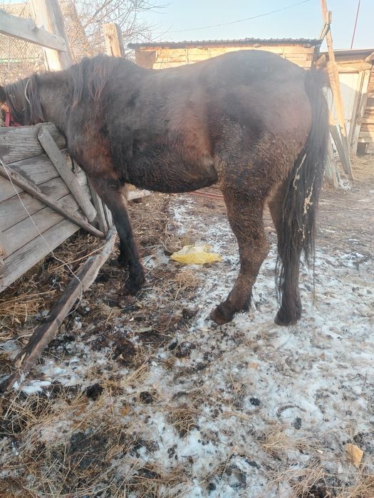 Продам кобылу с откорма