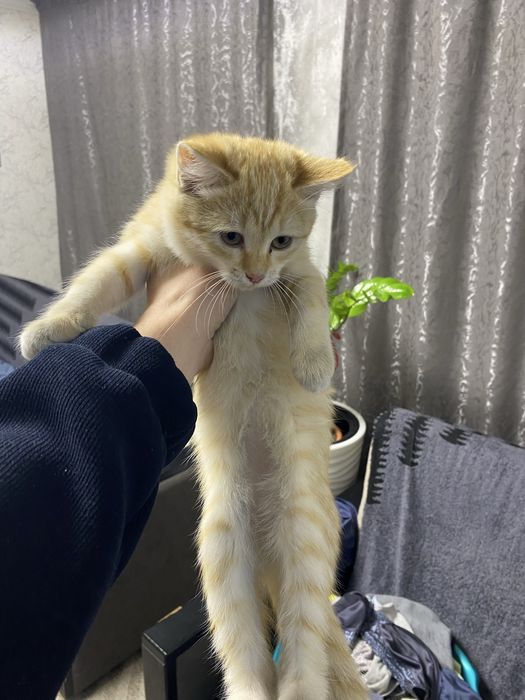 Котенок в дотрые руки.