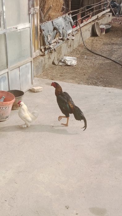 Yosh Qòylar sotiladi