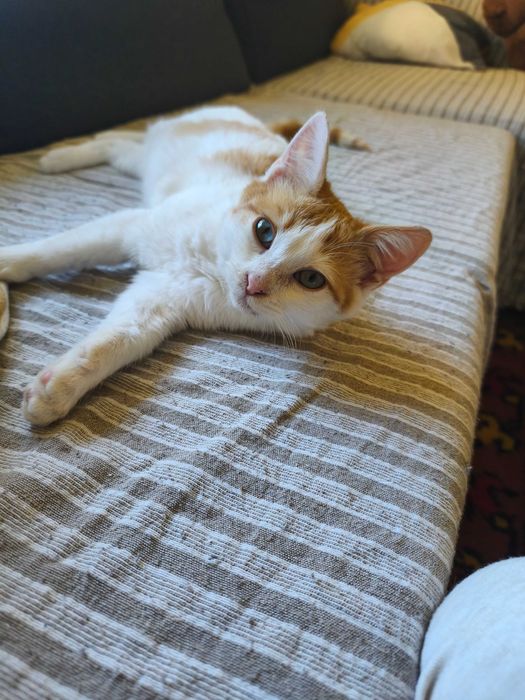 Търся дом на момченце