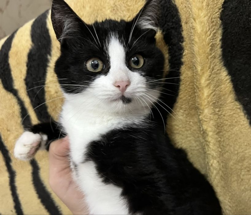 Pisici pentru adoptie