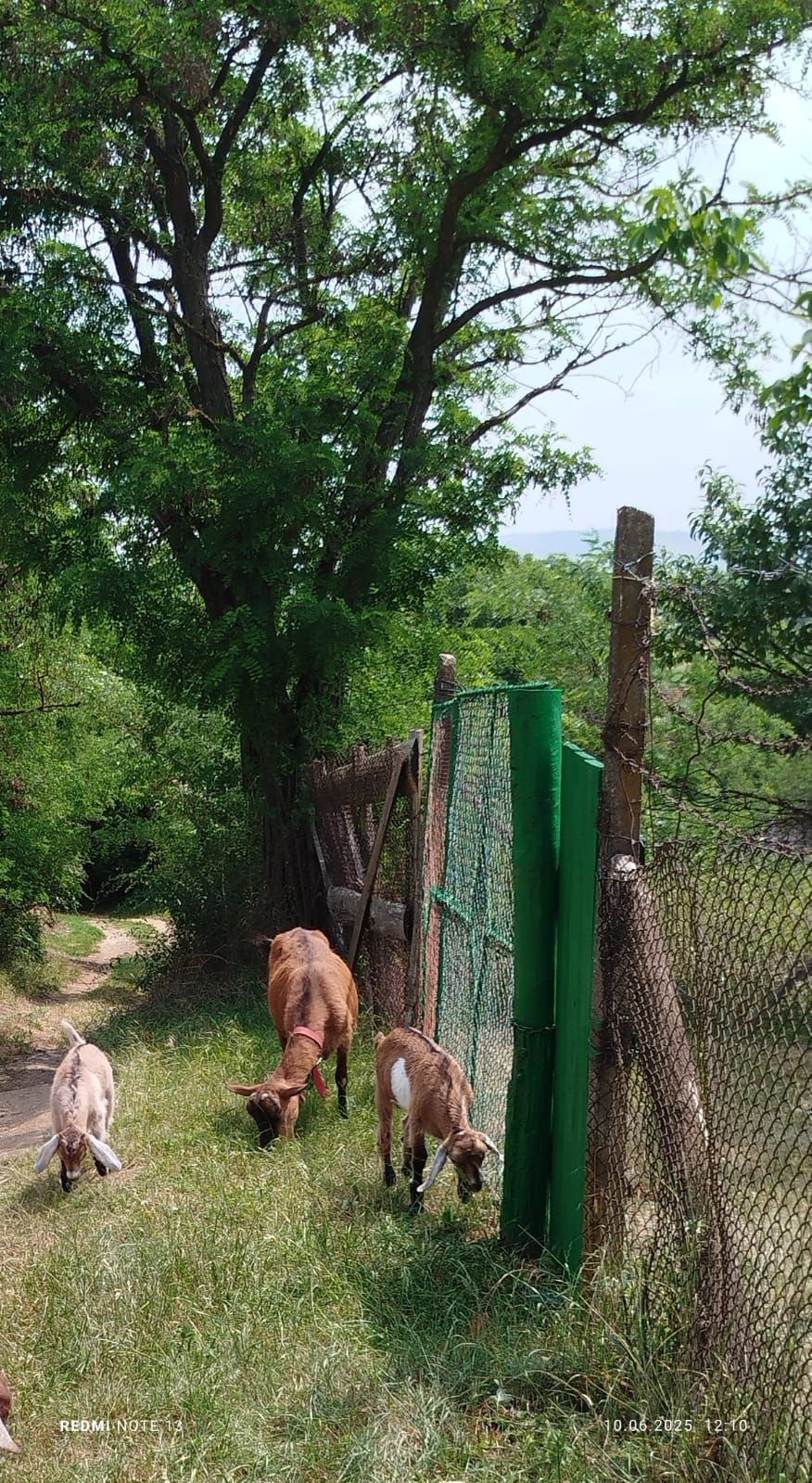capra alpina franceza..varsta 3 ani