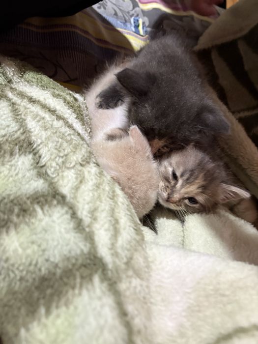 Два котята, девочки.