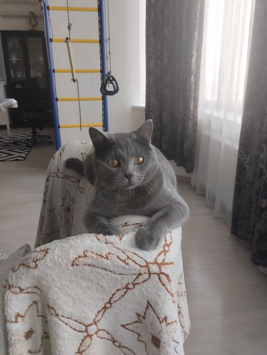 Пропал кот Майну!