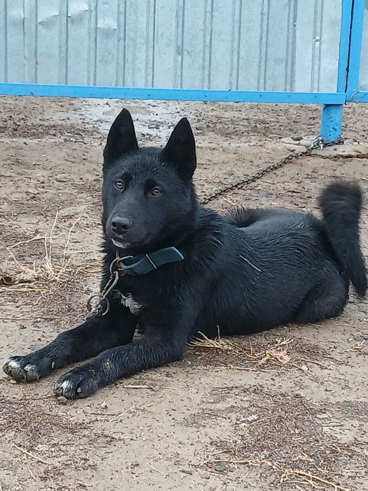 Лайка 6-месяцев.