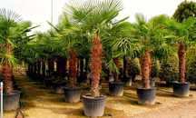 Plante exotice, palmieri, lamai, mandarin, portocal, maslini, bonsai..