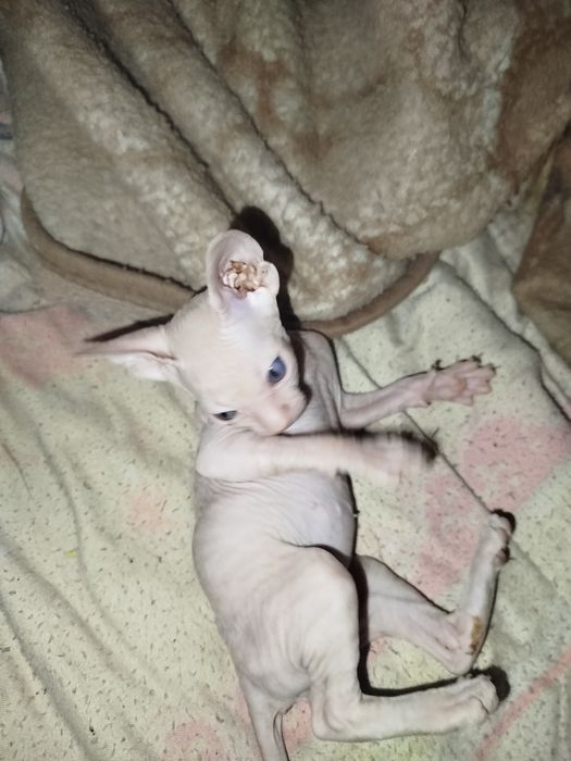 Продаю катёнка сфинкса