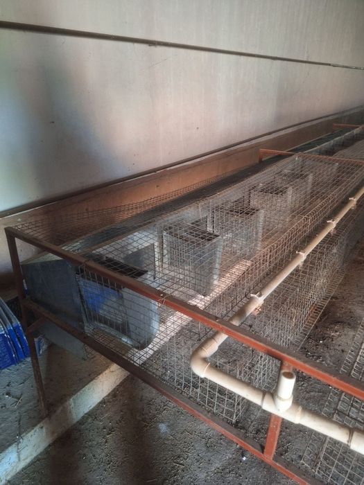 Quyon setka kormushka bolaxonasi bilan