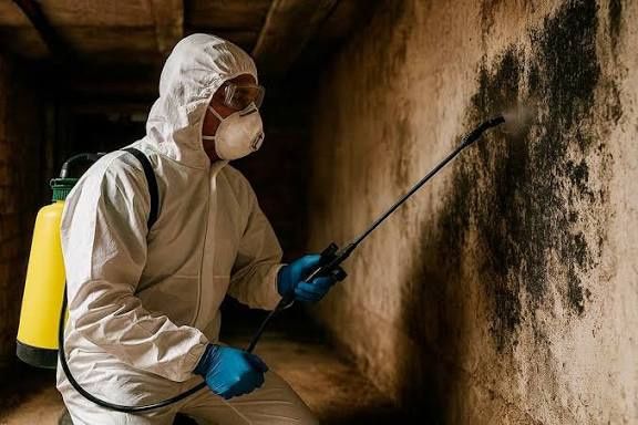 Плесень удаление,грибок ,черная плесень