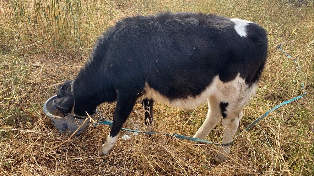 Ұрғашы ,7 айлық бұзау.