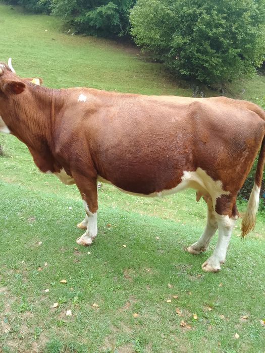 Vând vaca de lapte