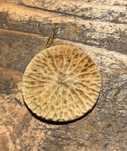 Фосил от кит – Cetacean epiphysis („whale cookie“)