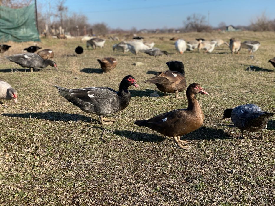 Rate lesesti/mute ciocolatii albastre sidef si negru