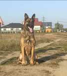 Femela Ciobanesc belgian malinois
