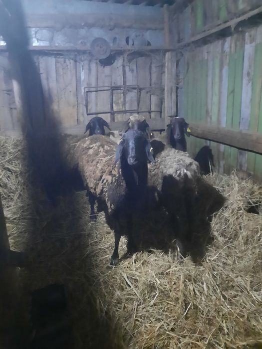 Овцы погода гисар